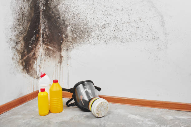 Trusted Marfa, TX Mold Remediation Experts