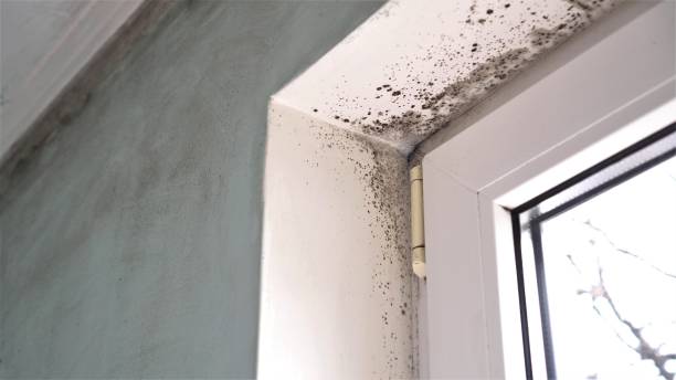 Best Commercial Mold Remediation in Marfa, TX