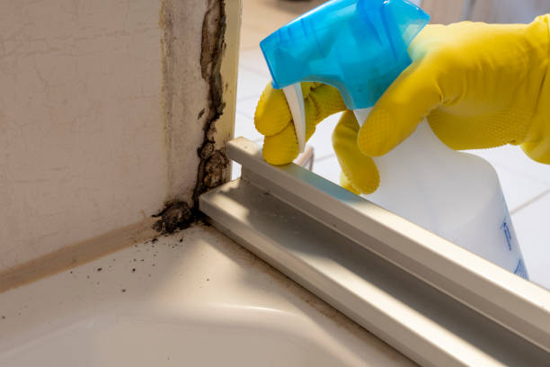 Best Black Mold Remediation in Marfa, TX
