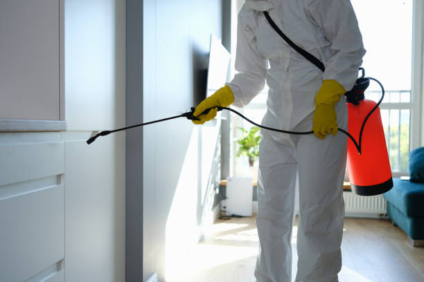Best Basement Mold Remediation in Marfa, TX