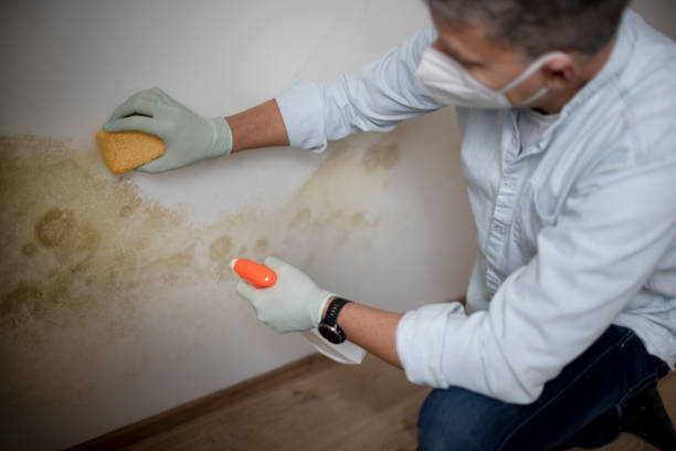 Best DIY Mold Remediation Support Services in Marfa, TX