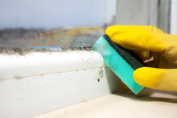 Best Crawl Space Mold Remediation in Marfa, TX