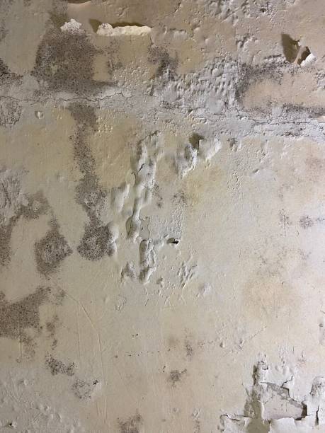 Best Health and Safety Mold Remediation in Marfa, TX