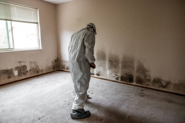 Best Emergency Mold Remediation in Marfa, TX