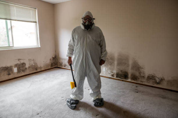 Best Attic Mold Remediation in Marfa, TX