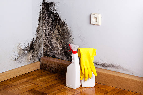 Best Localized Mold Remediation (e.g., coastal areas, humid climates) in Marfa, TX